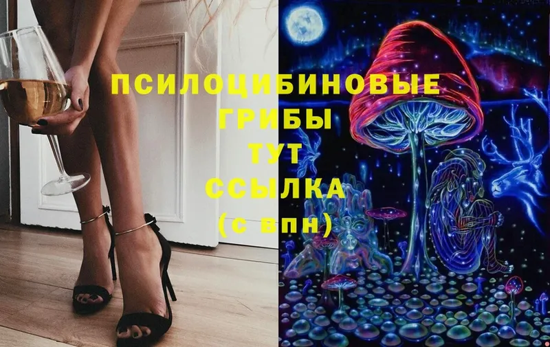 Галлюциногенные грибы Psilocybe  Минусинск 